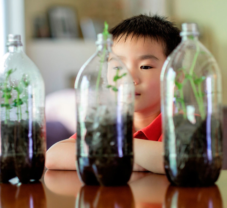 Kid watching plants grows into plastic bottles